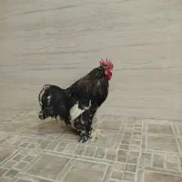 یک عدد خروس کوشین