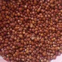 سنجدنرم وتازه