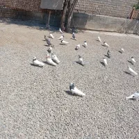 فوری جمع فروخته میشن