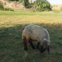 گوسفند