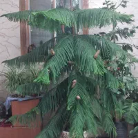 فروش کاج مطبق
