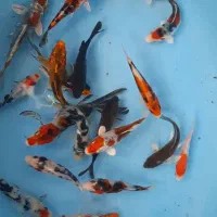 کوی سلکت شده نژاد دار