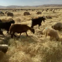 ۴ تا ساورین یا نر بز