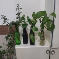 گل  پتوس