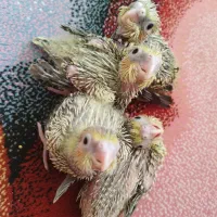 جوجه سرلاکی عروس هلندی