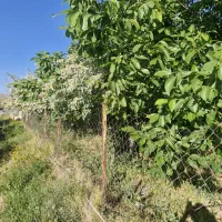 باغ-میوه
