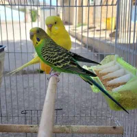 مرغ عشق