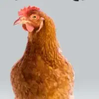 مرغ و خروس