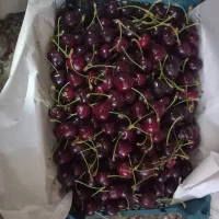 گیلاس درجه یک