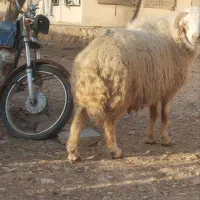 قوچ|حراج|مهران (ایلام), |دیوار