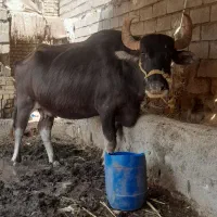 گاومیش