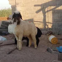 بره نر چاق هلویی
