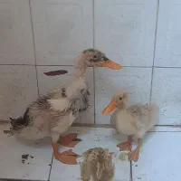 اردک