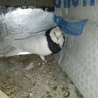 کبوتر طوقی نر