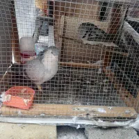 کفتر ساده عمری