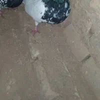 کفتر پیدا شده