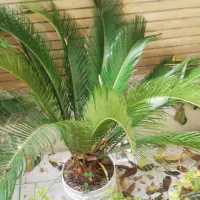 سیکاس 5 ساله