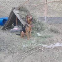 سگ ژرمن گرگی