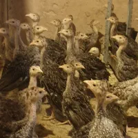 فروش جوجه بوقلمون یکماهه برنز /نیمچه یکماهه