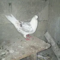 کبوتر پلنگ و زاغ