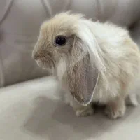 خرگوش لوپ دو ماه