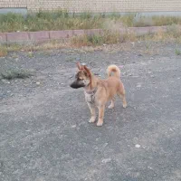 پاپی نژاد روباهی