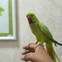 ملنگو سخنگو