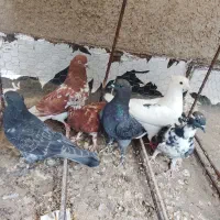 6عدد کفتر