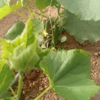 استخدام دو نیروی کار گلخانه