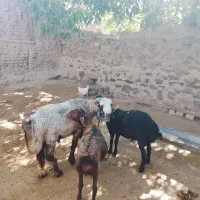 گوسفند