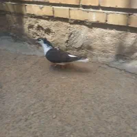 طوطی