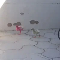 جوجه ماشینی یک ماهه