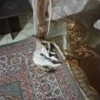 یه بچه گربه بازیگوش واگزار میشود رایگان