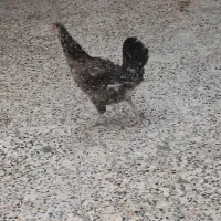 مرغ تخم گذار