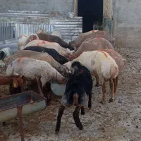 بره پروار