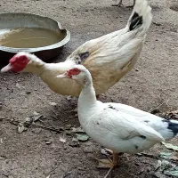 اوردک اسرائیلی بالغ دوعدد نرو ماده