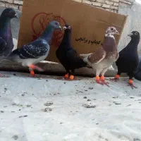 دسته 10تایی فرهادیان کاشمر