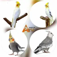عروس هلندی پیدا شده