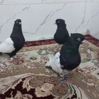 نرماده کله سیاه نر سینه سیاه