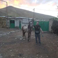 اسب ۳ ساله یورقا
