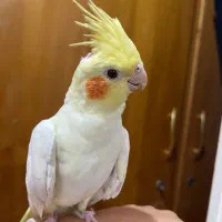 عروس هلندی ماده
