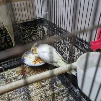 عروس هلندی سره لاکی