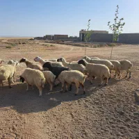 میش