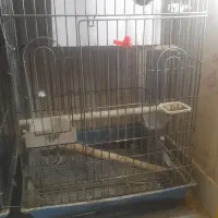 قفس پرنده
