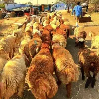 گوسفند زنده سبک تا سنگین