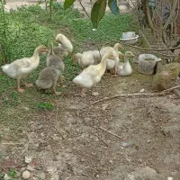 جوجه غاز محلی یک ماهه