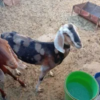 بز پاکستانی