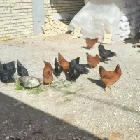 توتک گلپایگانی