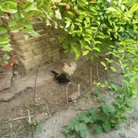 مرغ سیاه وخروس