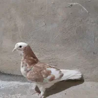 کفتر کبوتر
